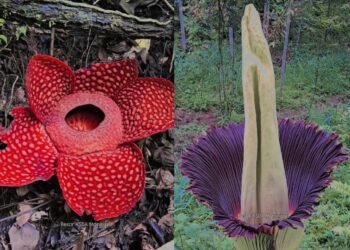 Usai Dilaporkan Hilang, Bocah yang Hanyut di Sungai di Padang Ditemukan Meninggal