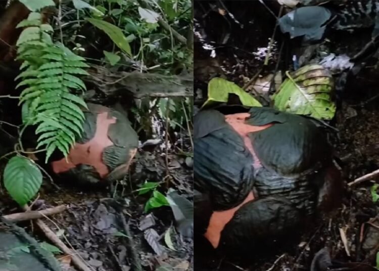 Penampakan dua individu bunga Rafflesia yang akan mekar di Agam. (foto: Instagram/BKSDA Sumbar).