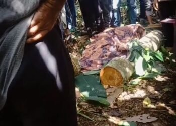 Video: Warga Limapuluh Kota Tewas Tertimpa Pohon yang Ditebangnya