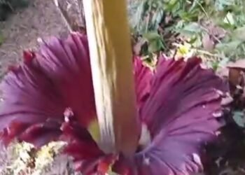 Bunga Bangkai Mekar di Padang Pariaman, Jadi Perhatian Warga