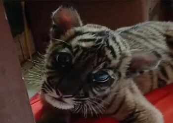 Mengenal Banun, Anak Harimau Sumatera yang Lahir di TMBK Bukittinggi