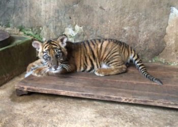 Kenalan dengan Banun Kinantan, Bayi Harimau Penghuni Baru di TMSBK Bukittinggi