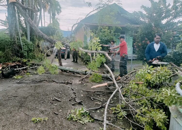 Pohon tumbang akibat cuaca ekstrem di Padang pada Sabtu (10/5) sore hingga malam. (foot: Dok. BPBD Padang).