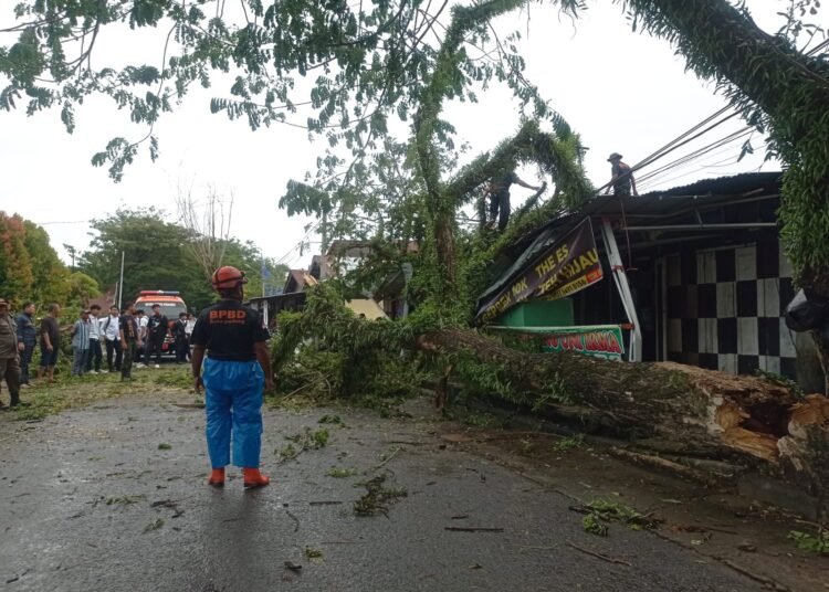Petugas BPBD Padang mengevakuasi pohon tumbang di Padang pada Jumat (16/5). Foto: BPBD Padang