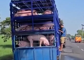 Viral Warga Labrak Sopir Truk Mandikan Ratusan Babi Dekat Sawah