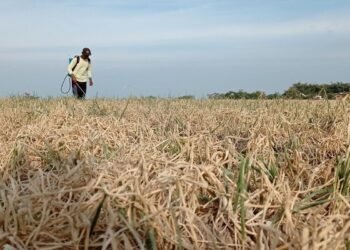 Petani di Solok Menunggak Cicilan KUR 2 Bulan, Motor Disita BRI