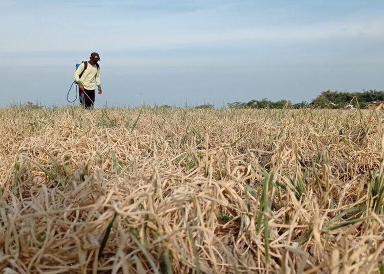 Ilustrasi ladang bawang gagal panen. Foto: Kompas.com