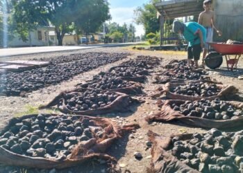 Harga Gambir Sumbar Turun Drastis, Petani di Limapuluh Kota Terpuruk