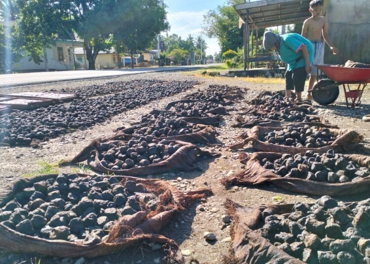 Petani menjemur gambir di halaman rumahnya di Nagari Taratak, Kecamatan Sutera, Pesisir Selatan, beberapa waktu yang lalu. Foto: Holy Adib/Kabarminang.com