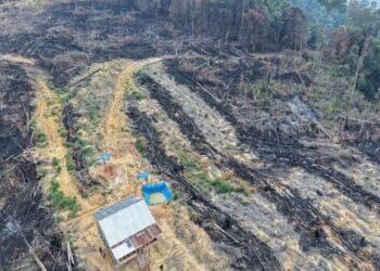 Polisi Tangkap Tiga Pembakar 10 Hektare Hutan