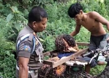 Dua Terduga Pencuri Sawit di TKD Muara Kiawai Pasaman Barat Diamankan Satpol PP