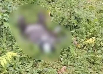 Karyawan Koperasi Ditemukan Meninggal Dunia di Perkebunan Solok Selatan