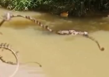 Warga di Pasaman Barat Dilaporkan Hilang Diterkam Buaya Saat Seberangi Sungai