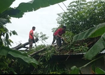Hujan Badai Landa Padang, Pohon Bertumbangan