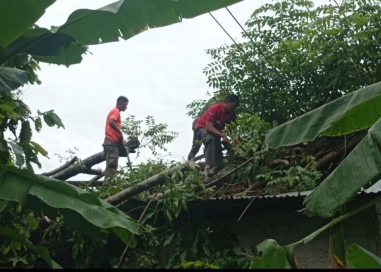 Petugas BPBD Padang mengevakuasi material pohon tumbang yang menimpa rumah warga, Rabu (18/6).