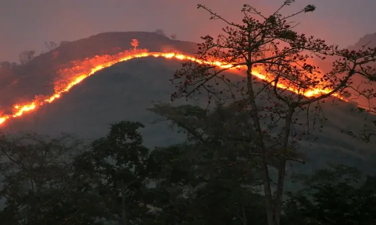 Ilustrasi kebakaran hutan. Foto: Getty Image