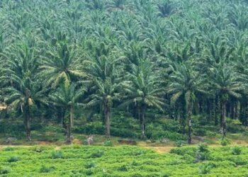 Kasus Dugaan Penyerobotan Lahan Negara oleh Bupati Solok Selatan Diambil Alih Satgas Pusat