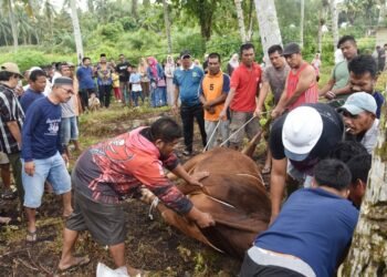 Wali Kota Pariaman Hadiri Penyembelihan Sapi Kurban Bantuan Presiden Prabowo