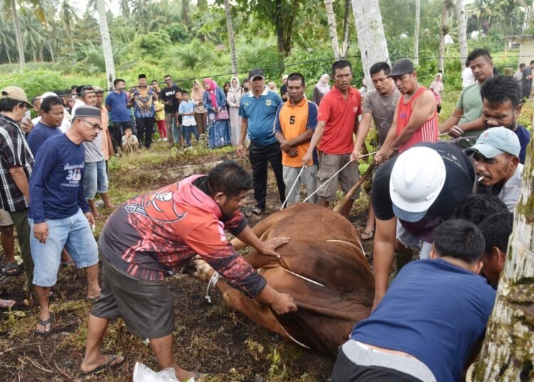 Wali Kota Pariaman, Yota Balad, meninjau langsung penyembelihan sapi kurban bantuan Presiden RI Prabowo Subianto, yang dilaksanakan di Masjid Nurul Iman, Desa Naras I, Kecamatan Pariaman Utara, pada Sabtu (7/6/2025).