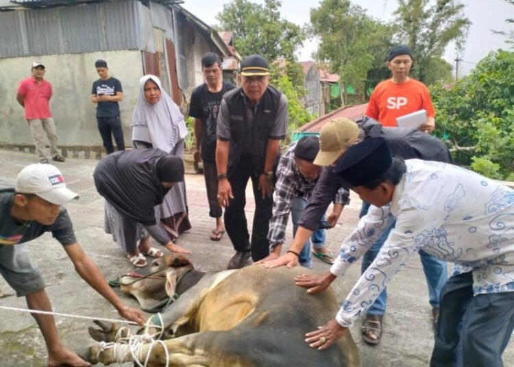 Pemotongan hewan kurban di Kota Padang Panjang.