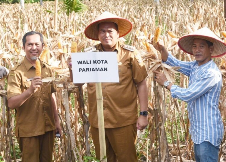 Wali Kota Pariaman, Yota Balad, menghadiri langsung kegiatan Panen Raya Jagung Program Ketahanan Pangan di Desa Sikapak Barat, Kecamatan Pariaman Utara, Senin sore (16/6/2025)