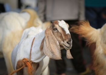 Jadi Rebutan Saat Iduladha, Benarkah Torpedo Kambing Bisa Tingkatkan Vitalitas Pria?