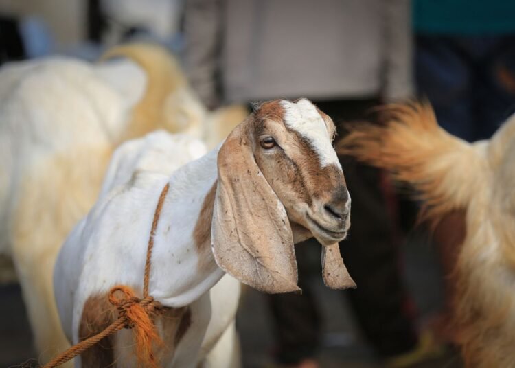 Manfaat torpedo kambing bagi pria.(SHUTTERSTOCK/UNTUNGSUBAGYO)
