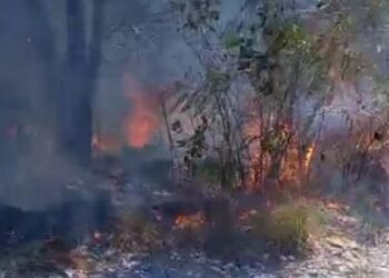 Tiga Kebakaran Lahan Terjadi di Solok dalam Sehari