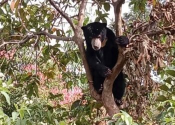 Beruang Muncul Panjat Pohon Jambu di Solok, Warga Cemas
