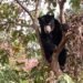 Beruang Muncul Panjat Pohon Jambu di Solok, Warga Cemas