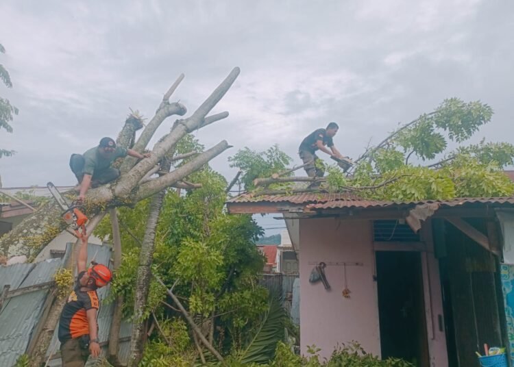 Sebuah pohon menimpa rumah warga di Jalan Rawang Timur 3 Nomor 328, Kelurahan Rawang, Kecamatan Padang Selatan, sekitar pukul 9.03 WIB.  Foto: BPBD Padang