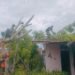 3 Pohon Tumbang di Padang, Timpa Rumah Warga dan Kabel Listrik