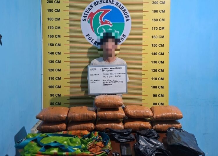 eorang pengedar ganja berinisial WR (24) ditangkap di Jalan Tampuniak Indah, Nagari Pauah, Kecamatan Lubuk Sikaping, Pasaman, Selasa (10/6) sekitar pukul 1.00 WIB.