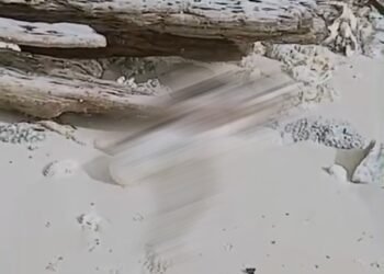 Video: Mayat Mengenaskan Ditemukan di Pantai di Kepulauan Mentawai