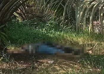 Dua Wanita Asal Nias Dibunuh di Perkebunan Sawit Solok Selatan, Motif gegara Utang