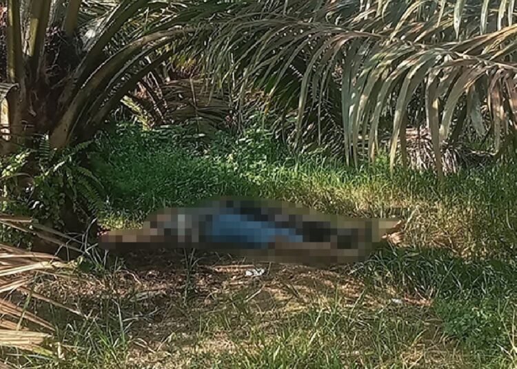 Dua mayat ditemukan di perkebunan sawit di Nagari Abai, Kecamatan Sangir Batang Hari, Solok Selatan, Jumat (20/6) siang.