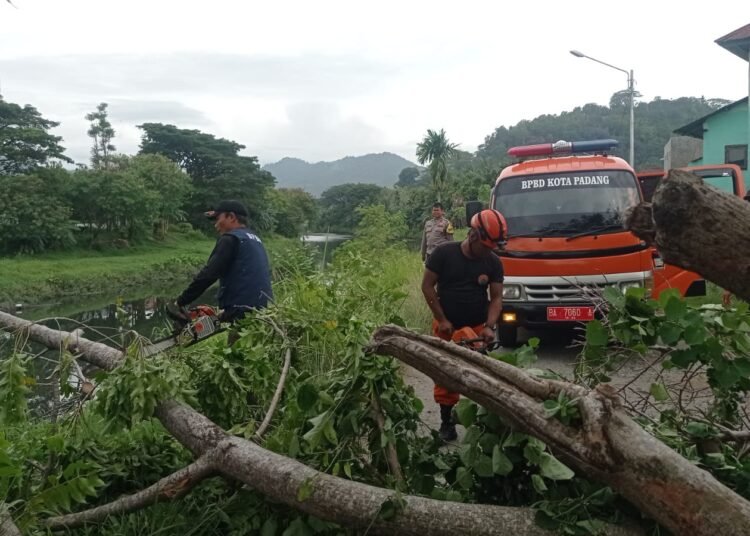 Petugas mengevakuasi pohon tumbang di Padang. (foto: Dok. BPBD Kota Padang).