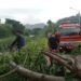 Pohon Tumbang di Padang Timpa Warga usai Hujan Deras Disertai Angin Kencang