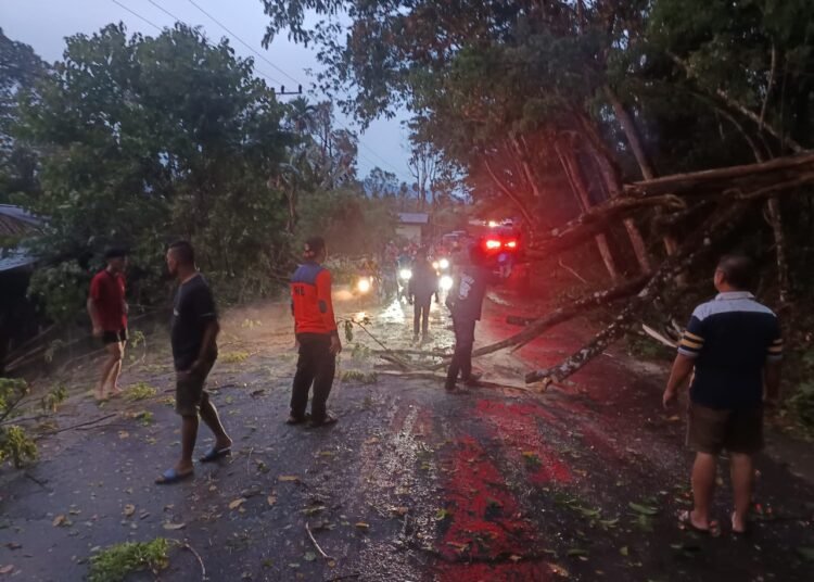 Pohon tumbang usai dilanda badai di Sijunjung. (Foto: Dok. BPBD Sijunjung).