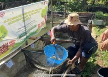 PT Semen Padang Buktikan Maggot Efektif Tingkatkan Pertumbuhan Ikan Nila hingga 27 Persen