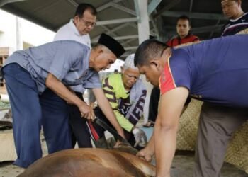 Jumlah Hewan Kurban di Padang Pariaman Meningkat, Pemkab Apresiasi Kesadaran Masyarakat