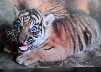 Dua Bayi Harimau Sumatera Lahir di Bukittinggi, Dinamai Rizki-Lestari