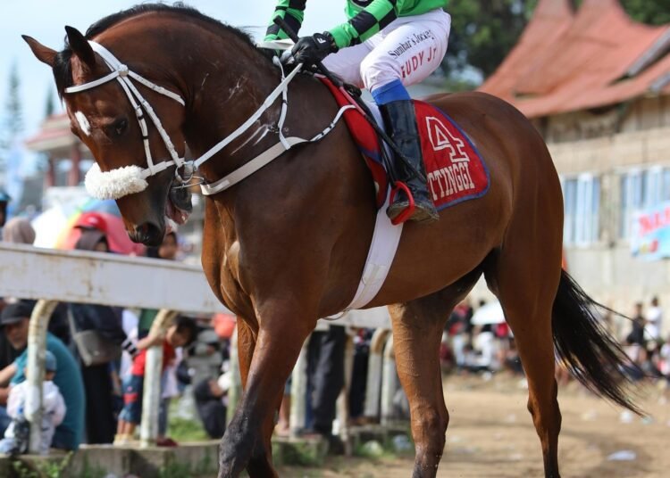 Kuda pacu andalan Kota Padang Panjang, Romantic Spartan, bertarung di Lapangan Pacuan Kuda Sultan Agung, Bantul, Daerah Istimewa Yogyakarta, pada Minggu (13/7/2025).