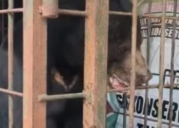 Beruang Madu Dilepasliarkan ke Alam Liar, BKSDA Sumbar Pastikan Kondisi Aman dan Habitat Mendukung