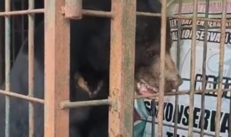 Penampakan beruang madu dilepasliarkan. (Foto: BKSDA Sumbar).
