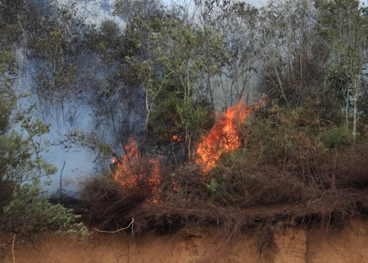 Kebakaran lahan di salah satu titik Limapuluh Kota. Foto: BPBD Limapuluh Kota