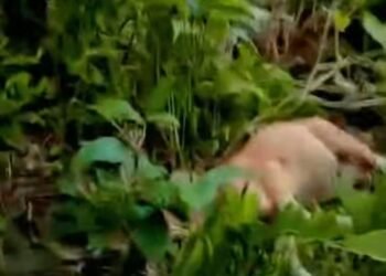 Seekor Sapi Warga di Pesisir Selatan Diterkam Harimau