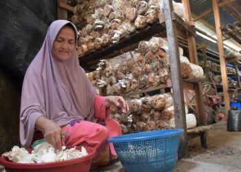 PT Semen Padang Bantu Sekolah Perempuan Kembangkan Budidaya Jamur Tiram di Baringin