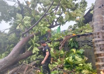 Hujan Deras dan Angin Kencang Landa Padang, Pohon Bertumbangan