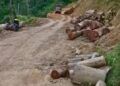 Pembalakan di Perbatasan Solok-Pesisir Selatan Rusak Hutan Hulu Sungai Batang Bayang